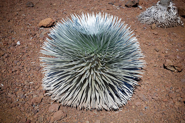 silversword (hawaiian: āhinahina) haleakala volcán maui - haleakala silversword fotografías e imágenes de stock