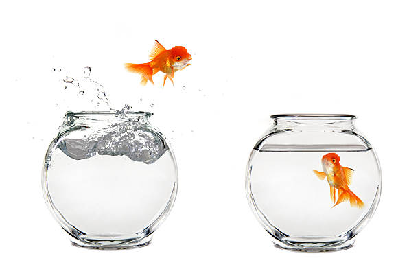 istock Goldfish Jumping to Another Bowl 96928723