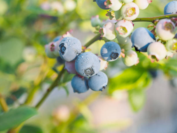 istock Blueberry Fruit on the Bush with natural background, macro view. 969287372