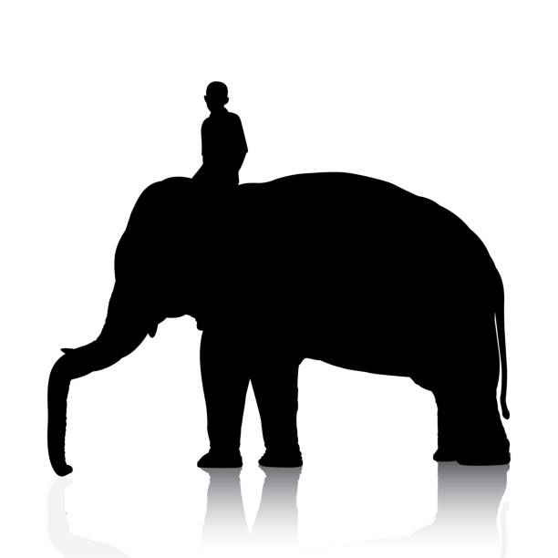 istock Vector silhouettes of elephant and mahout young boy on white background 969288210