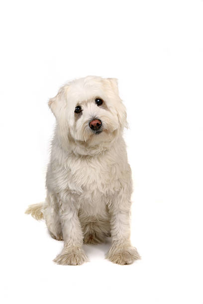 istock White Adorable Mixed Puppy Dog 96928896