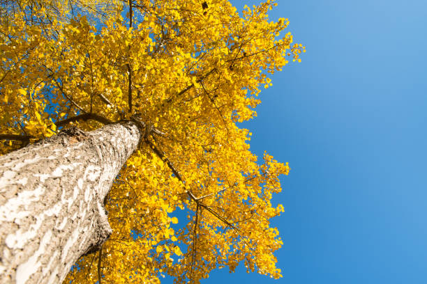 istock Looking up at the trees and the blue sky in autumn. 969290464