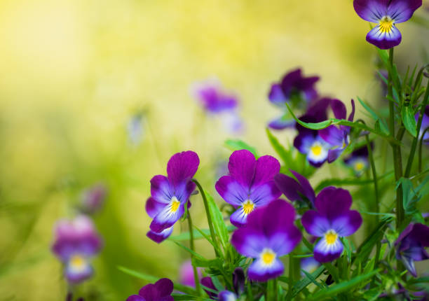 istock Purple violet flowers 969290596