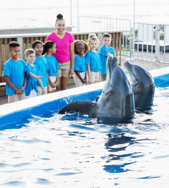 istock Children on field trip, watching dolphins 969290952