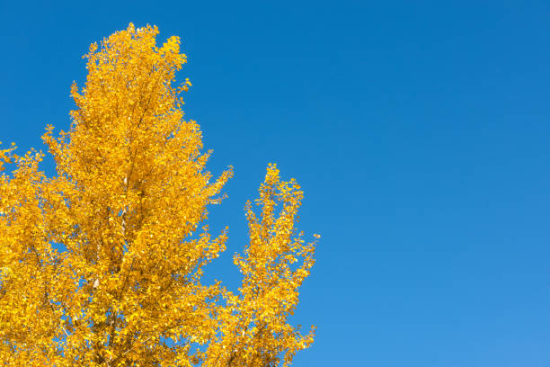 The trees and the blue sky in autumn.