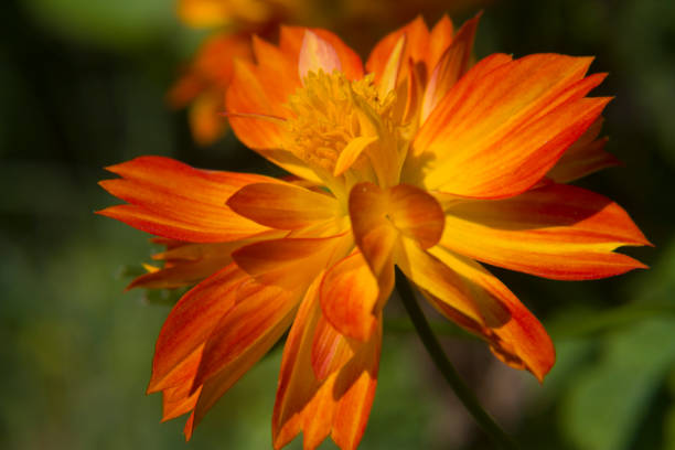 istock French Marigold Flower With Green Background 969291362