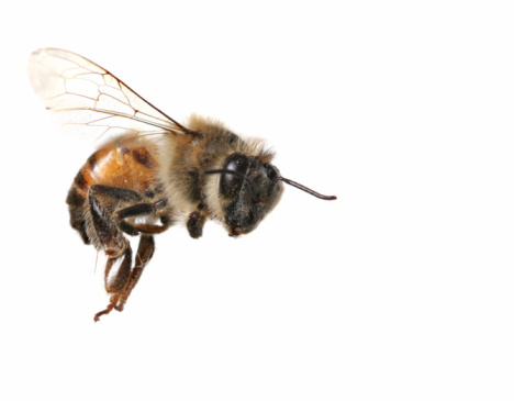 Macro shot of a honey bee with white background