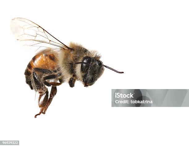 Common Honey Bee From North America Stock Photo - Download Image Now - Bee, Flying, Stinger - Animal Body Part