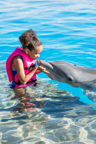 bambina in piedi in acqua petting delfino - petting zoo foto e immagini stock