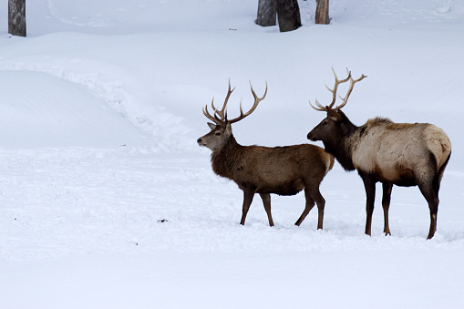 Two male deer with their antler walking in the woods covered of snow in winter