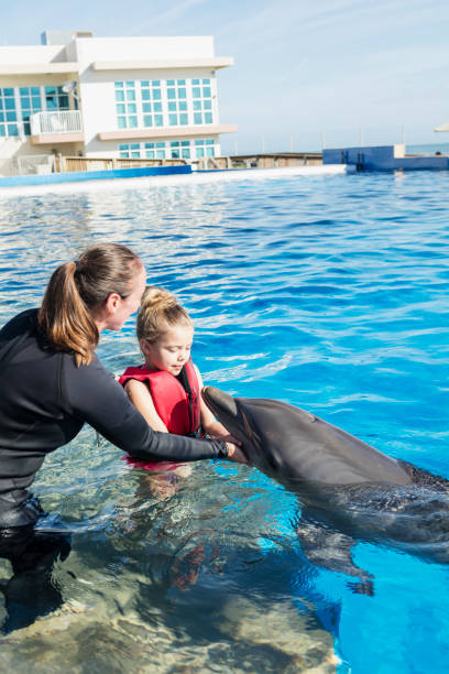 istock Trainer helping little girl pet dolphin 969294044