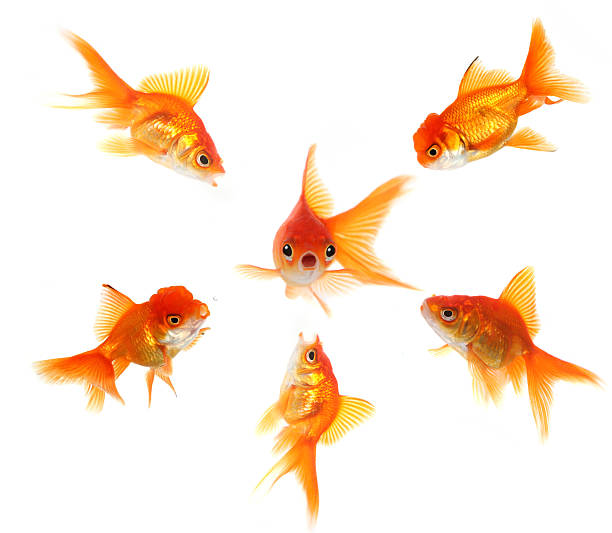 istock Ooopse I am in Big Trouble 96929535