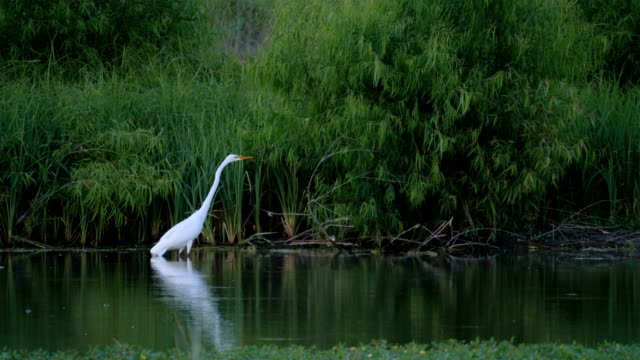 Hunting Egret
