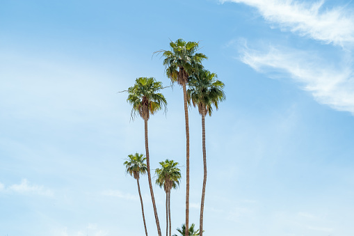 A series of palm trees that I captured in Palm Springs