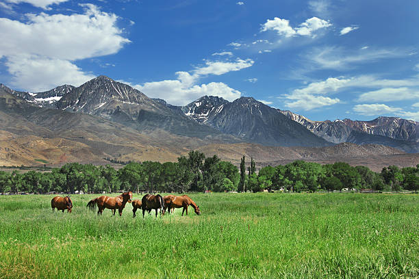 istock  Horses Grazing in the Mountain Meadows 96929972