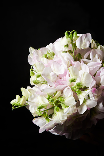 White rose flowers in a floral arrangement isolated on black