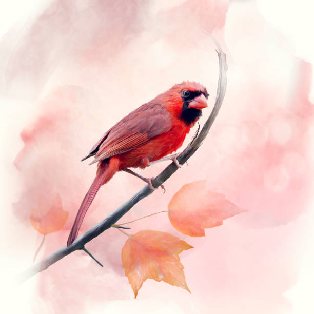 istock Male Northern Cardinal watercolor 969300924