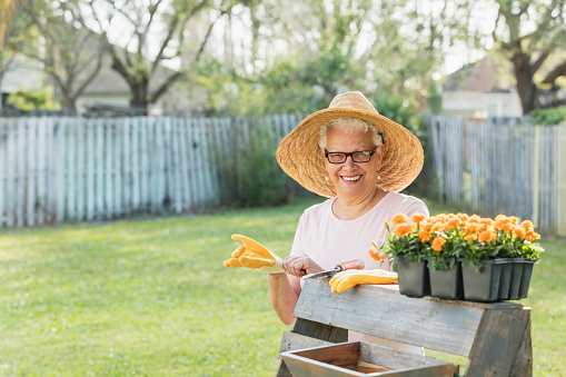 Senior woman gardening in back yard, planting flowers