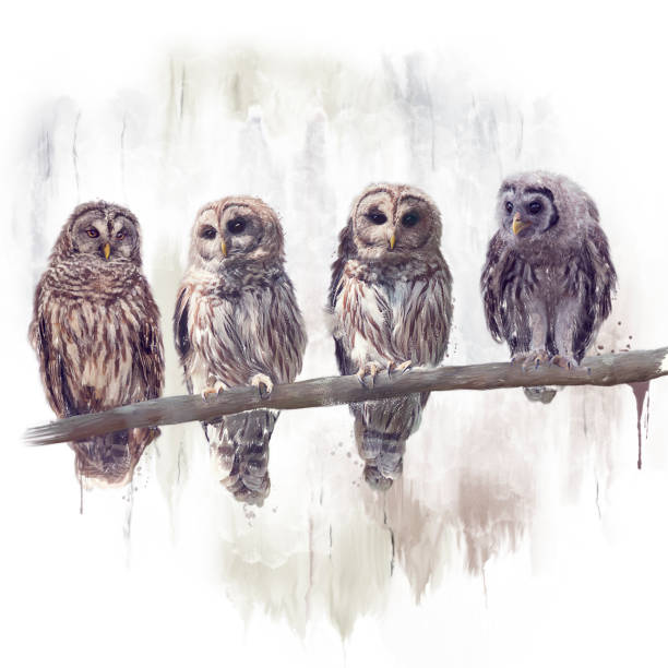istock Barred Owls watercolor 969301224