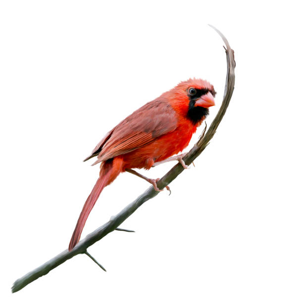 istock Male Northern Cardinal watercolor 969301298