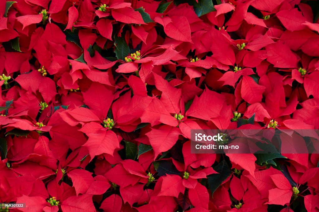 Poinsettia Poinsettia Stock Photo