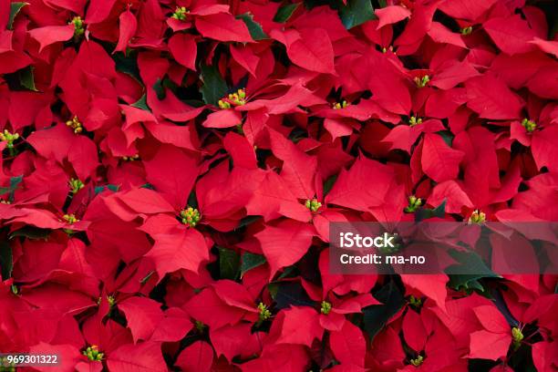 Poinsettia Stock Photo - Download Image Now - Poinsettia, Beauty, Beauty In Nature