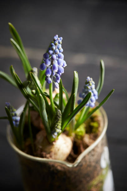 istock Lily of the valley 969302234