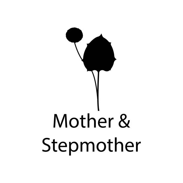 mother and stepmother illustration. Element of plant icon for mobile concept and web apps. Detailed mother and stepmother illustration can be used for web and mobile mother and stepmother illustration. Element of plant icon for mobile concept and web apps. Detailed mother and stepmother illustration can be used for web and mobile on white background my stepmom stock illustrations