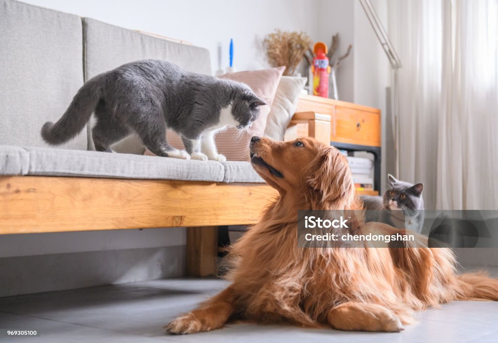 British short hair cat and golden retriever Domestic Cat Stock Photo