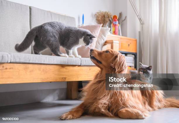 Foto de Gato De Cabelo Curto Britânico E Retriever Dourado e mais fotos de stock de Gato doméstico - Gato doméstico, Interior, Labrador Dourado - Cão de Busca
