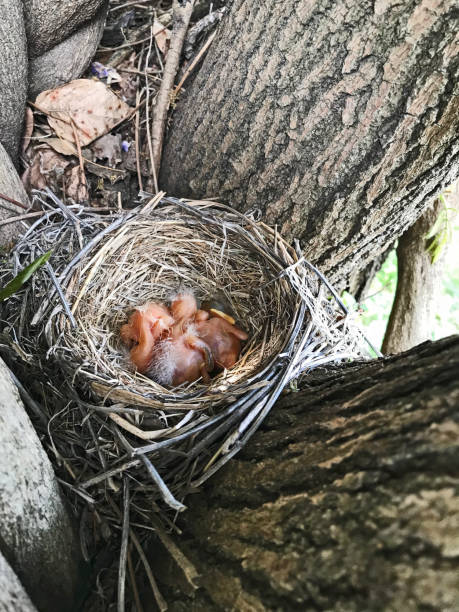 недавно вылупившихся робинс в гнезде - dependency animal nest robin bird стоковые фото и изображения