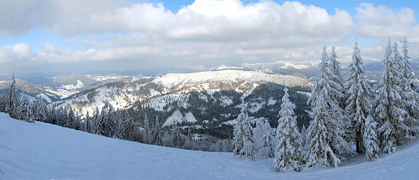 istock panorama of the winter fores 96931184