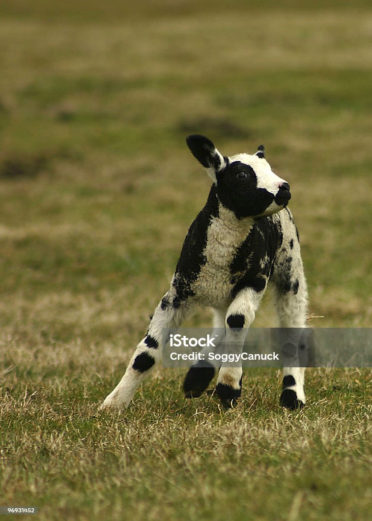 Solitario pecore in esecuzione - Foto stock royalty-free di Abbracciare una persona