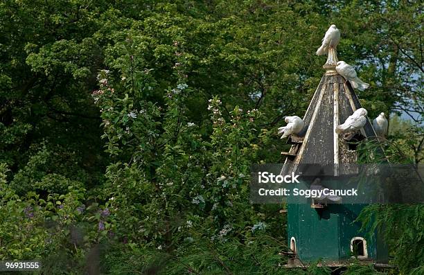 Photo libre de droit de Oiseau Maison Dans Les Arbres banque d'images et plus d'images libres de droit de Arbre - Arbre, Assis, Bec