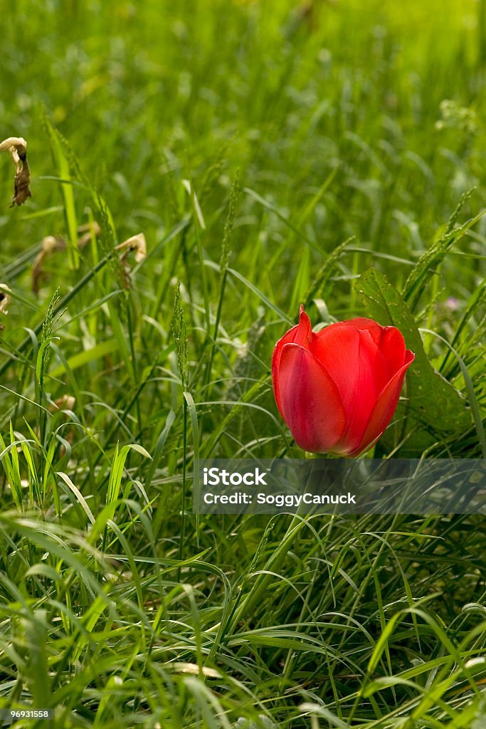 Lost Blume - Lizenzfrei Abgeschiedenheit Stock-Foto