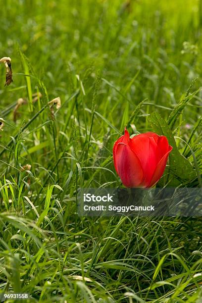 Lost Blume Stockfoto und mehr Bilder von Abgeschiedenheit - Abgeschiedenheit, Baumblüte, Bizarr