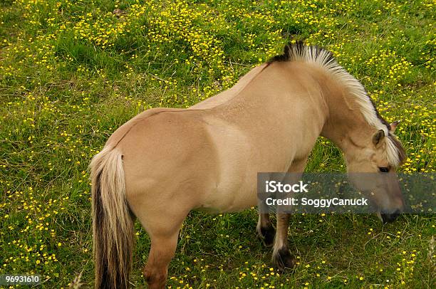 Pferd Beim Grasen Stockfoto und mehr Bilder von Agrarbetrieb - Agrarbetrieb, Blume, Essen - Mund benutzen