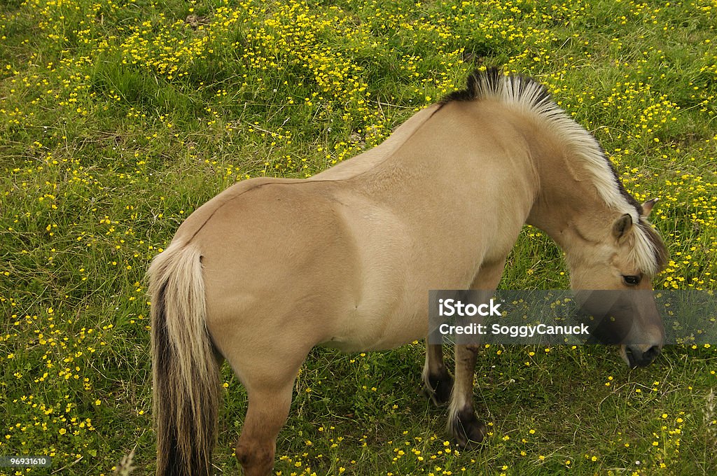 Grazing Horse  Agricultural Field Stock Photo