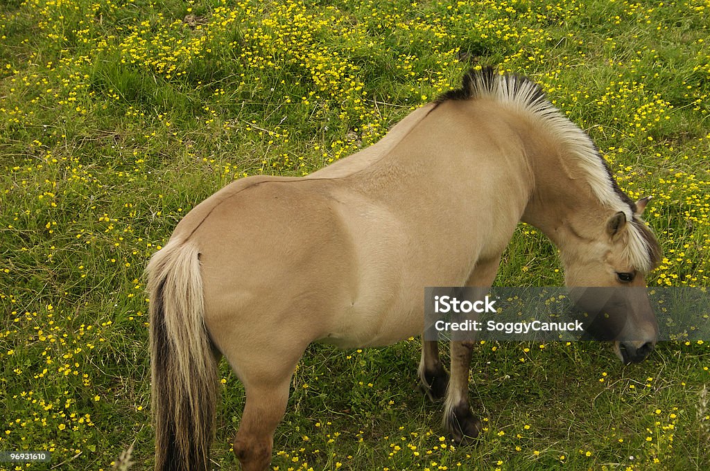 Paść się Horse - Zbiór zdjęć royalty-free (Bez ludzi)