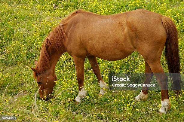 Horse Marrón Foto de stock y más banco de imágenes de Agricultura - Agricultura, Aire libre, Alambre