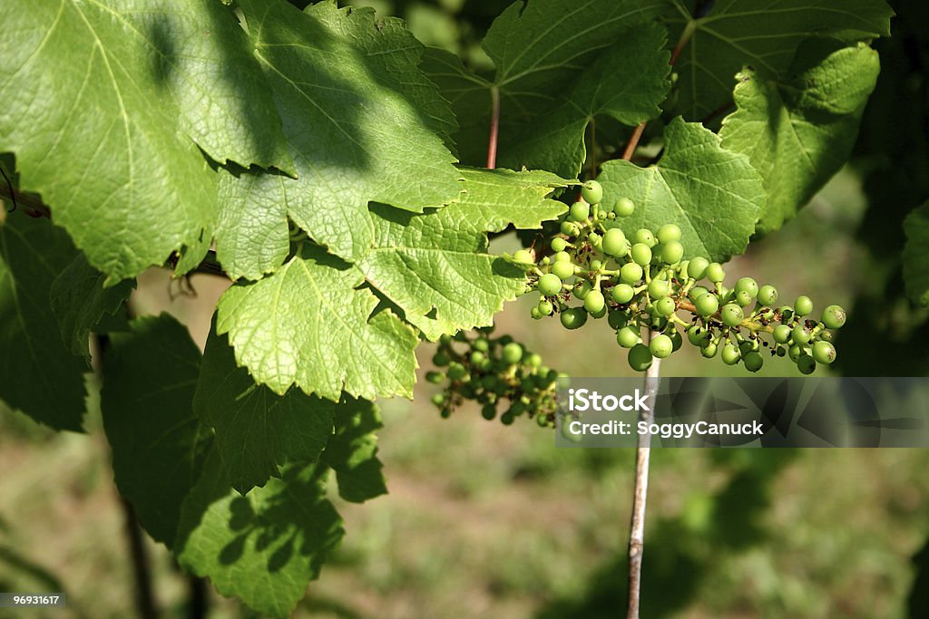 Young uvas paisaje - Foto de stock de Atestado libre de derechos