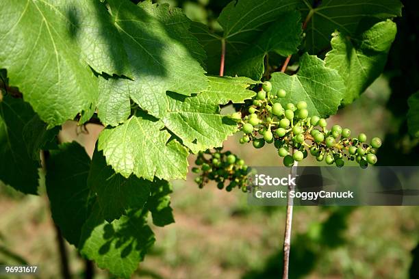 Young Uvas Paisaje Foto de stock y más banco de imágenes de Atestado - Atestado, Blanco - Color, Bodega de vino