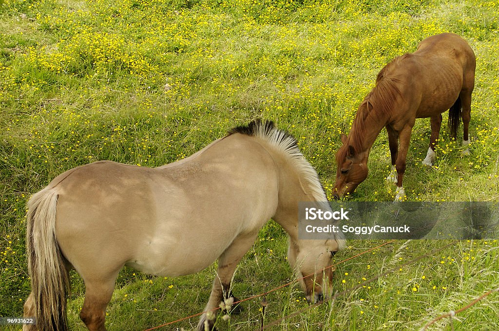Pastar Cavalos - Royalty-free Agricultura Foto de stock