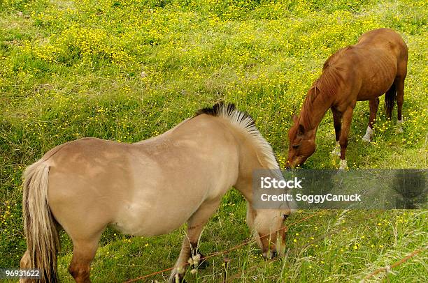 Pastar Cavalos - Fotografias de stock e mais imagens de Agricultura - Agricultura, Amarelo, Animal