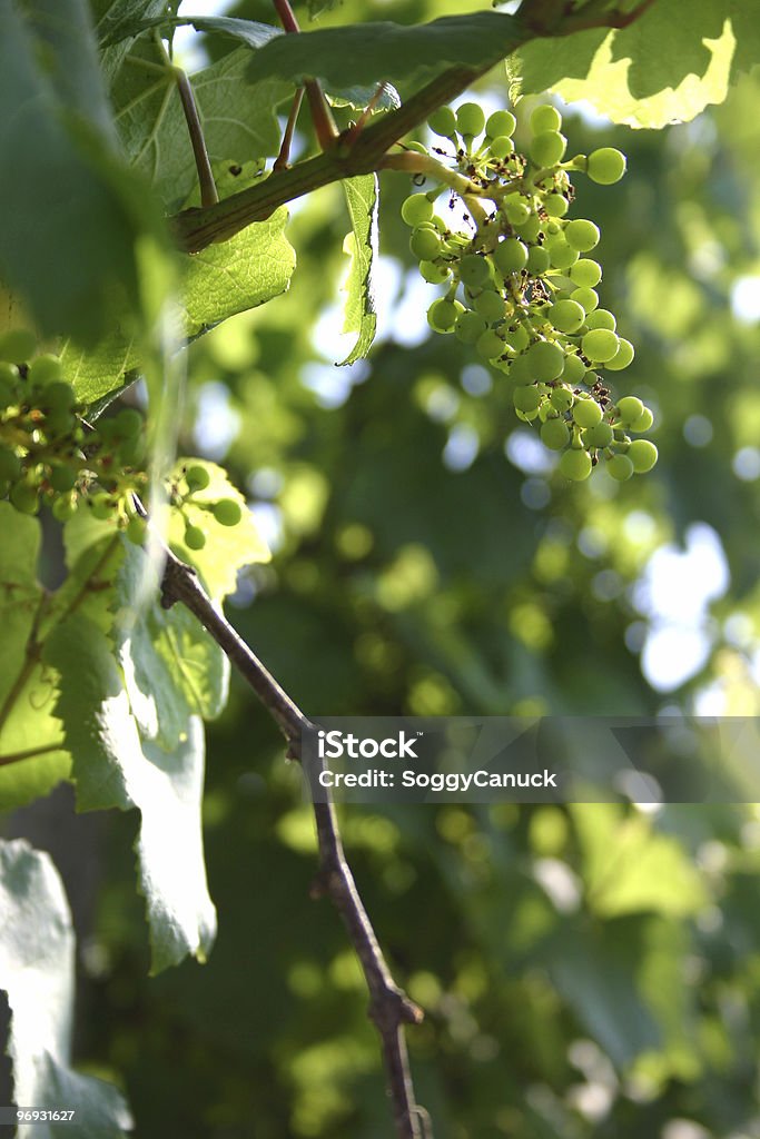 Junge Weintrauben - Lizenzfrei Ast - Pflanzenbestandteil Stock-Foto