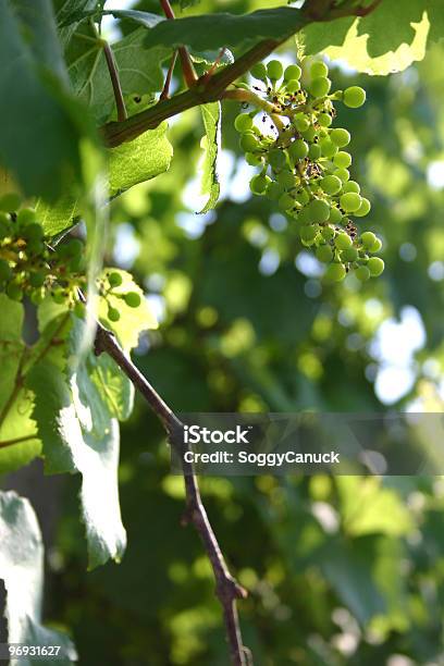 Junge Weintrauben Stockfoto und mehr Bilder von Ast - Pflanzenbestandteil - Ast - Pflanzenbestandteil, Baum, Beengt