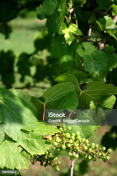 Winorośl - zdjęcia stockowe i więcej obrazów Bez ludzi - Bez ludzi, Biały, Dojrzały