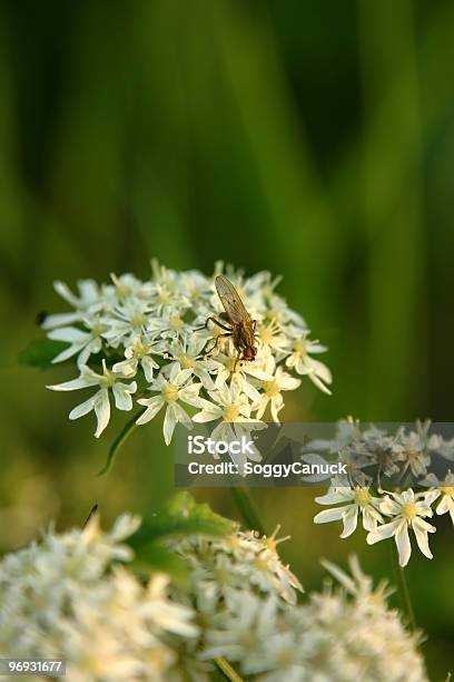 Foto de Insetos E Flores e mais fotos de stock de Alergia - Alergia, Antena - Parte do corpo animal, Asa animal