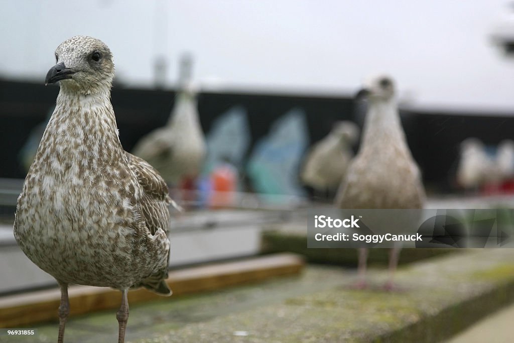 Dach-bird - Lizenzfrei Abgeschiedenheit Stock-Foto