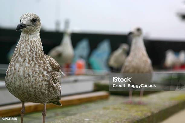 Photo libre de droit de Oiseau Sur Le Toit banque d'images et plus d'images libres de droit de Bec - Bec, Blanc, Directeur